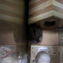 ちゅうこ、死んだふり。