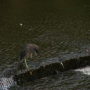 日曜〓自転車と鳥と〓