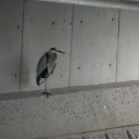 日曜〓自転車と鳥と〓
