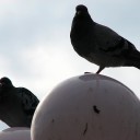 土曜〓お買い得と見るだけと〓