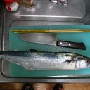 土曜〓フリマと魚と〓