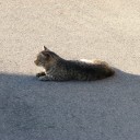 日曜〓トラックとぶらぶらと〓