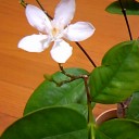 清楚可憐な女性の髪に挿したい花