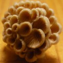 きっと新手のワナ。