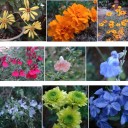 今、庭にある花たち。