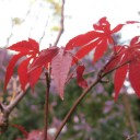 木枯らし１号の後に・・・・