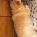 小さいラジオオッサン。