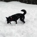 庭駆け回るというもの