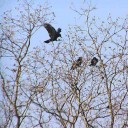 カラスのカンタロウ一家