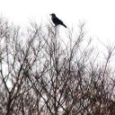 カラスのカンタロウ一家
