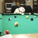 「入ってる？　ビリヤード犬編」／UQ WiMAX