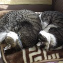 1月27日の日記