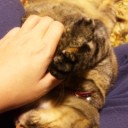 帰ってきたブタネコちゃん。