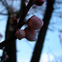 火曜〓仕事と桜と〓