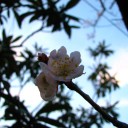 火曜〓仕事と桜と〓