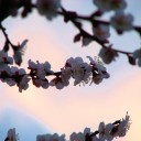 火曜〓仕事と桜と〓
