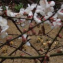 梅の花　