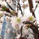 木曜〓桜と雨と〓