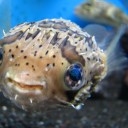 土曜〓友人と魚と〓