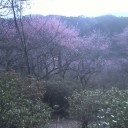 天上の梅園へ。