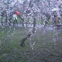 偕楽園へいってきました。