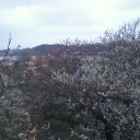 偕楽園へいってきました。