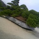 世界一の松