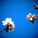日曜〓桜と外出と〓