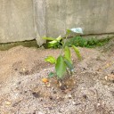 苗木植えました。