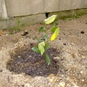 苗木植えました。