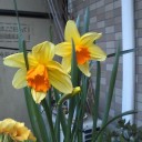 春の園芸作業