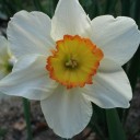今咲いている花