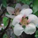 今咲いている花