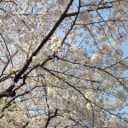 寒かった＆桜見