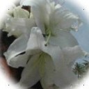 百合と白薔薇