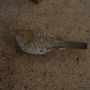 紅冠鳥 長嘯鳩