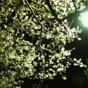 土曜〓寝坊と桜と〓