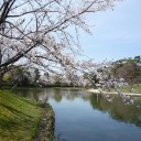 緑ヶ丘公園での花見