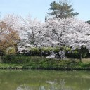緑ヶ丘公園での花見