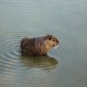 緑ヶ丘公園での花見