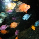 金魚と蜷川実花とイルミネーションと。