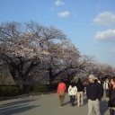＊桜＊
