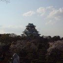 ＊桜＊