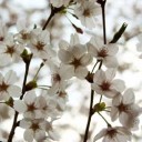 いろんな人が載せているであろう桜