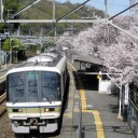 河内堅上駅の桜