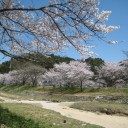 お花見