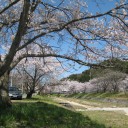 お花見