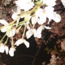 千鳥ケ淵