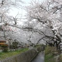 お花見。