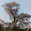 お花見。
